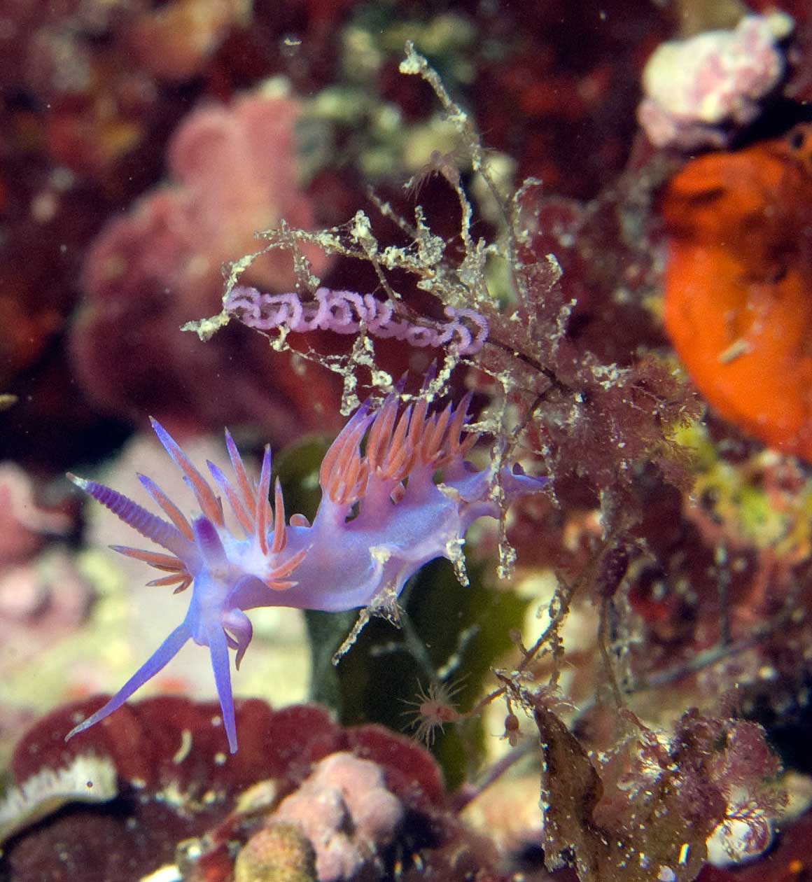 Flabellina affinis